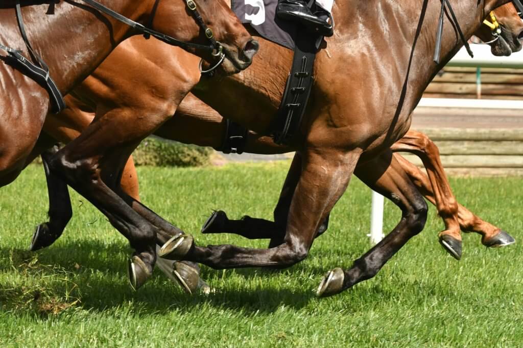 apostas em corridas de cavalos